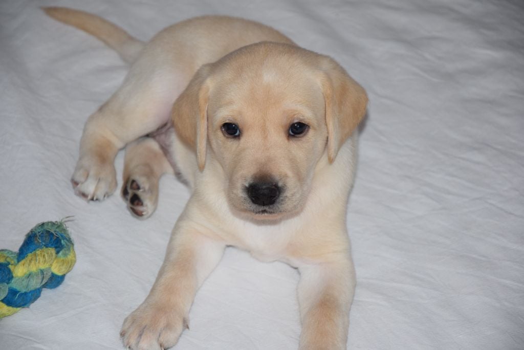 de galapian - Chiots disponibles - Labrador Retriever