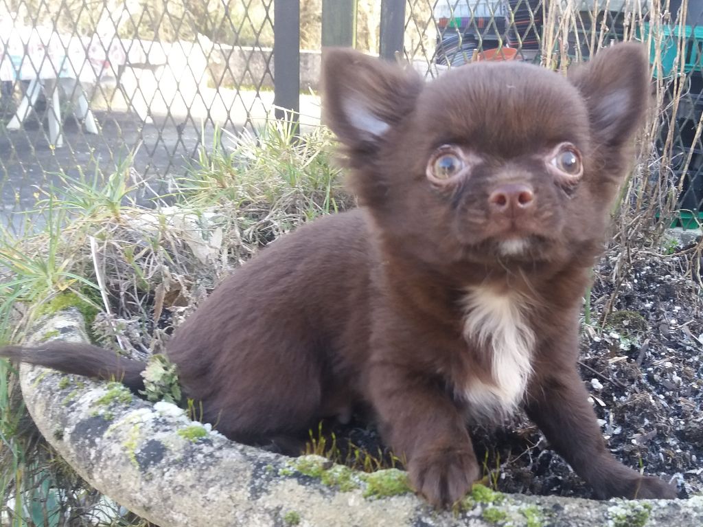 Chiot Chihuahua de l'etang du morellet