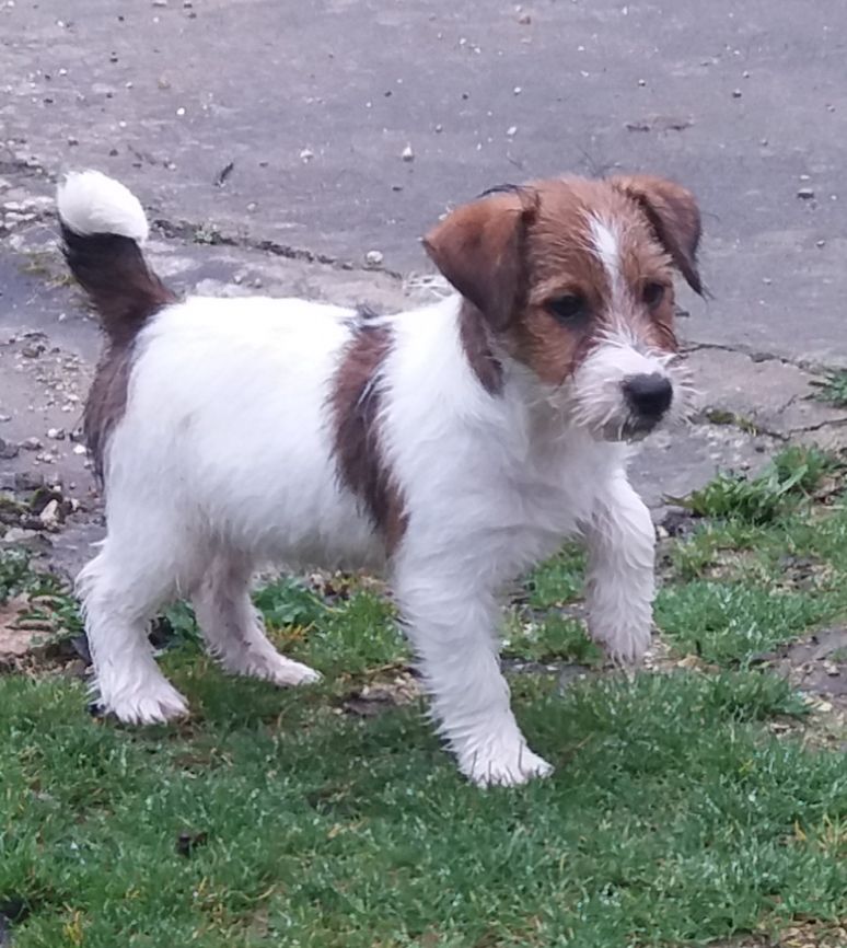 Chiot Jack Russell Terrier de l'etang du morellet