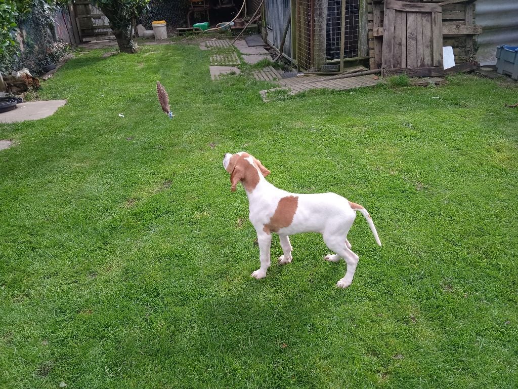 Des Cimes Du Bocage - Chiots disponibles - Pointer