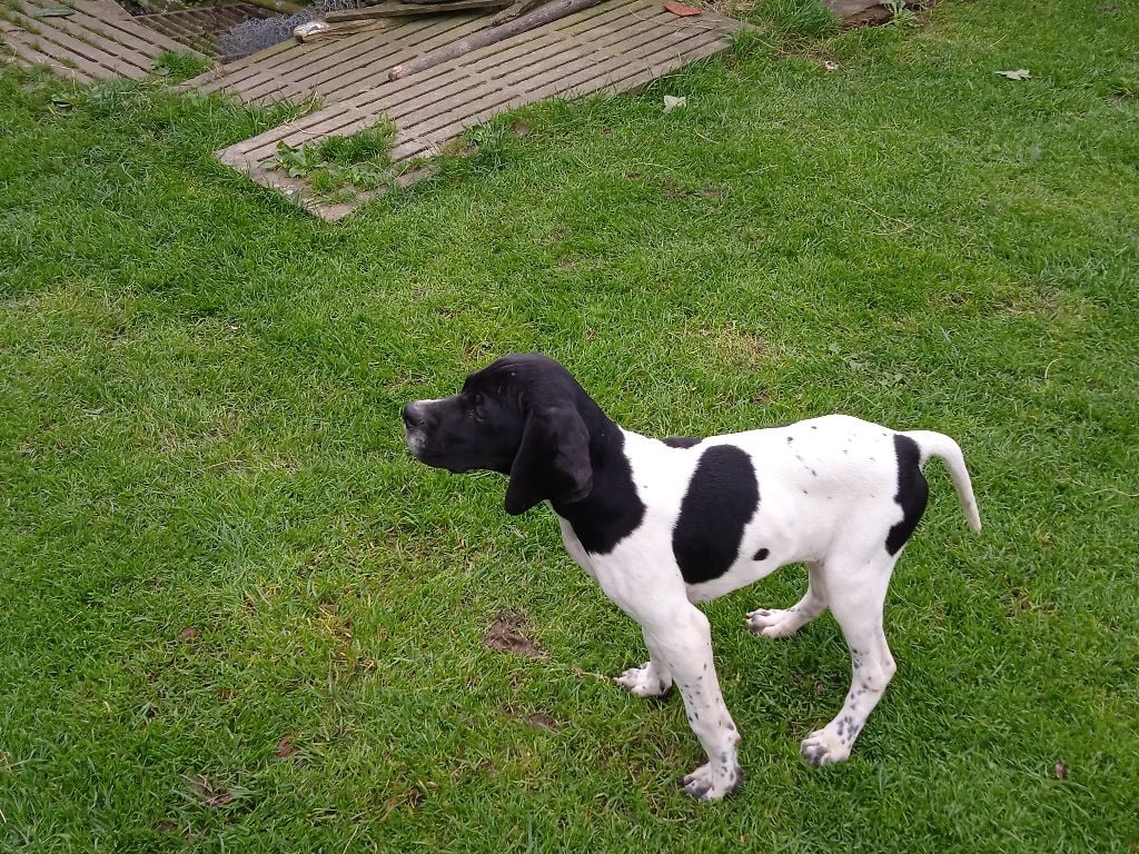 Des Cimes Du Bocage - Chiots disponibles - Pointer