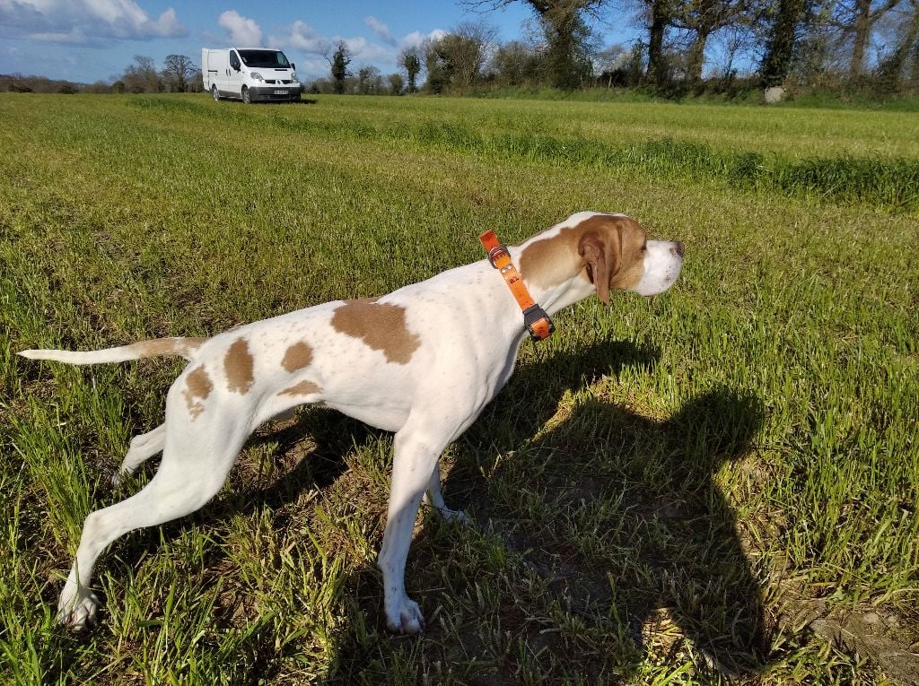 Chiot Pointer Des Cimes Du Bocage