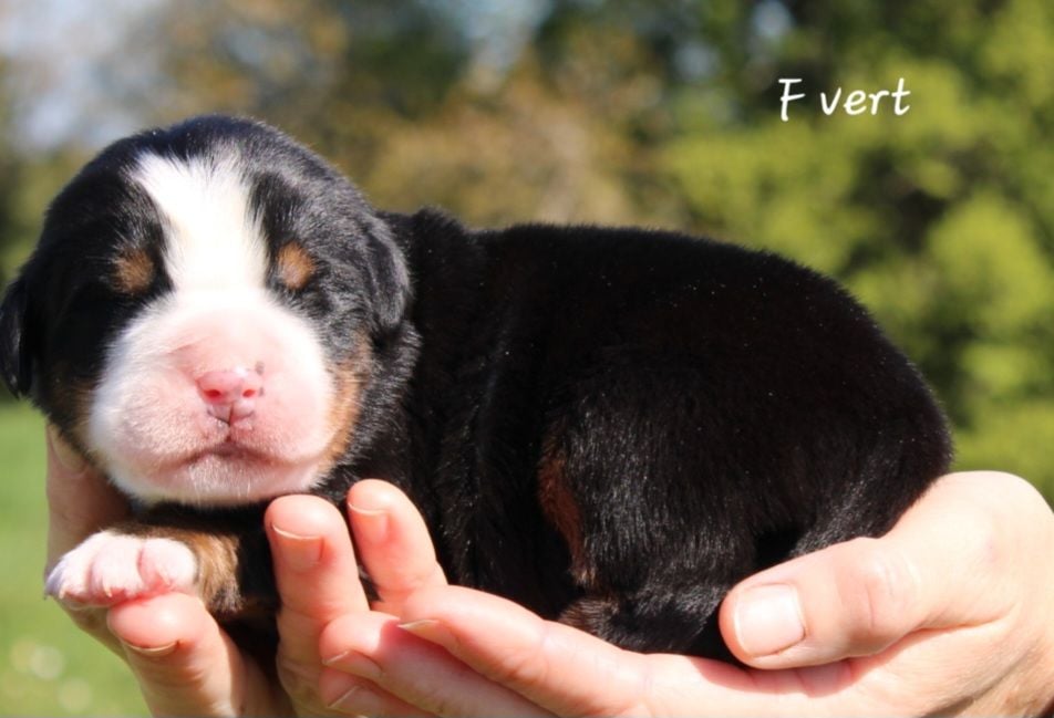 De La Colline D'Eole - Chiots disponibles - Bouvier Bernois