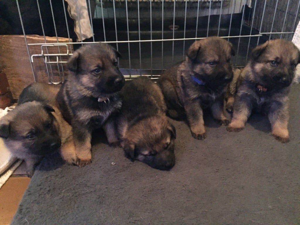 Chiot Berger Allemand Des Loups De Kerampoix