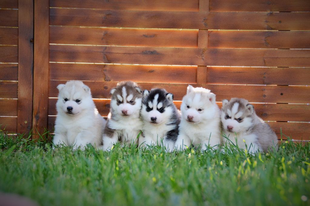 Angel Of Soyane - Siberian Husky - Portée née le 18/04/2017