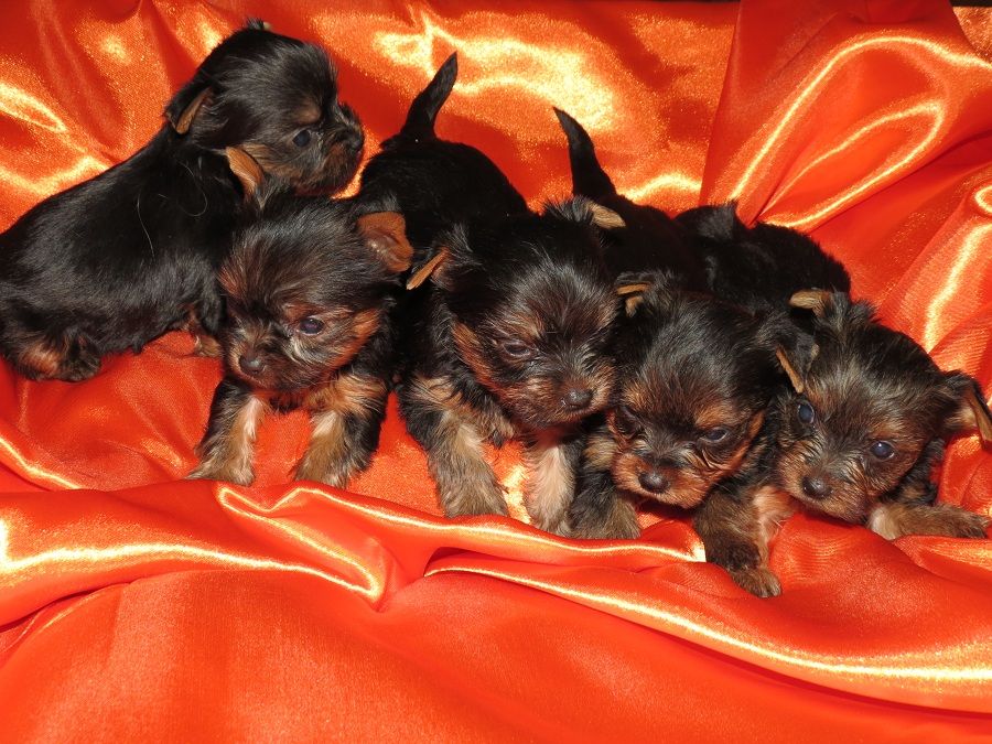 de venkata - naissance le 24 / 03 / 2016 5 chiots 