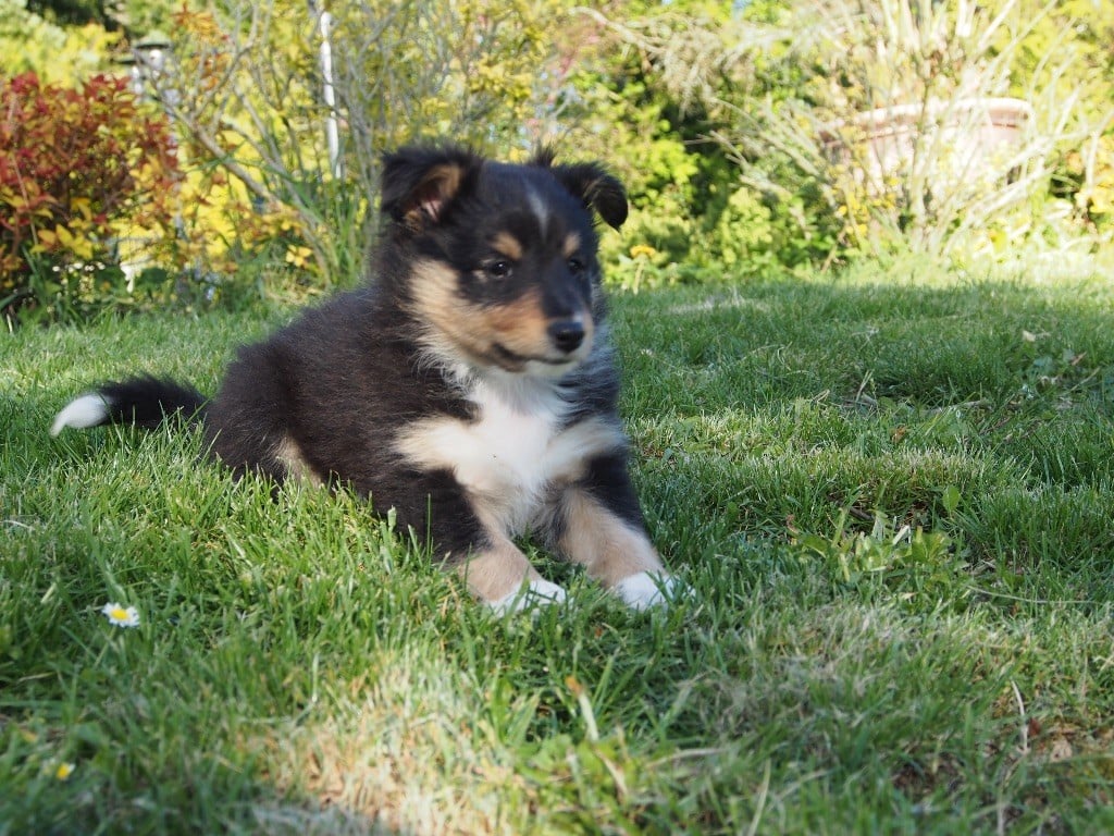 de quimberley - Chiots disponibles - Shetland Sheepdog