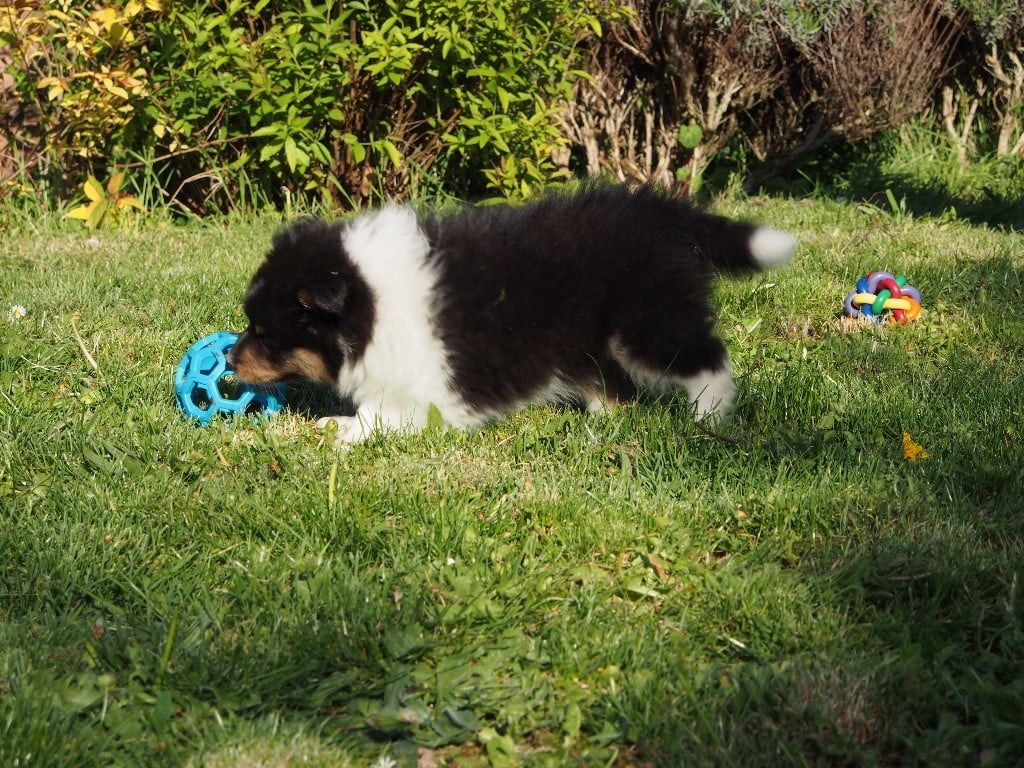 de quimberley - Chiots disponibles - Shetland Sheepdog