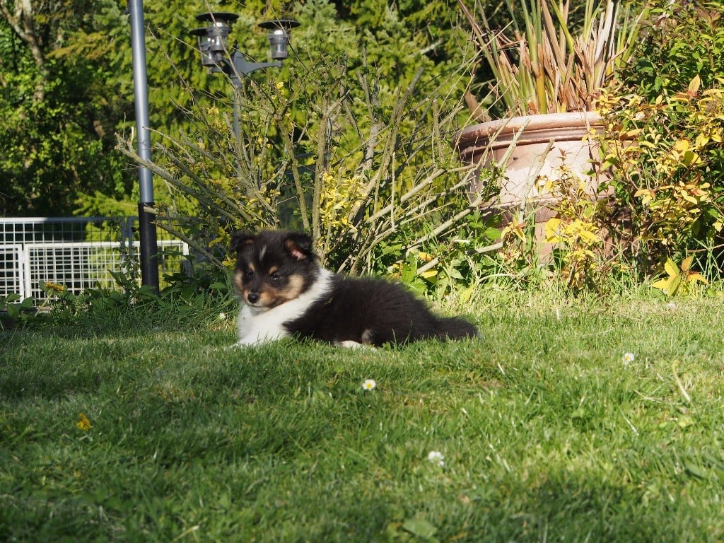 de quimberley - Chiots disponibles - Shetland Sheepdog