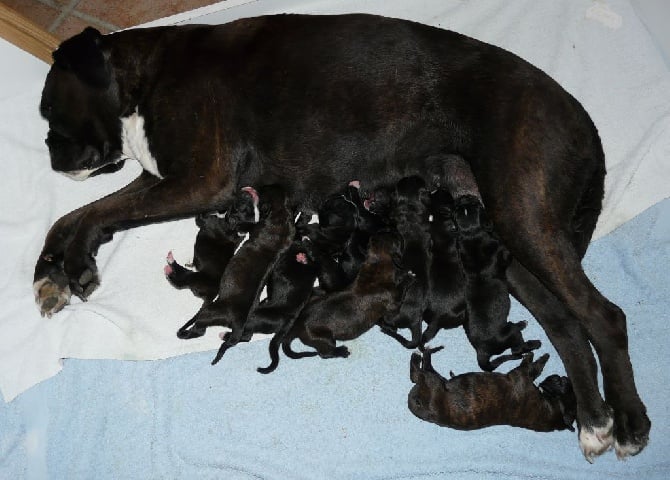 Des hauts de jolimont - LES CHIOTS SONT NES LE 12 JUILLET 2014