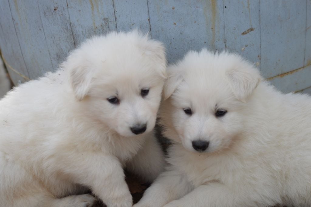 berger blanc suisse