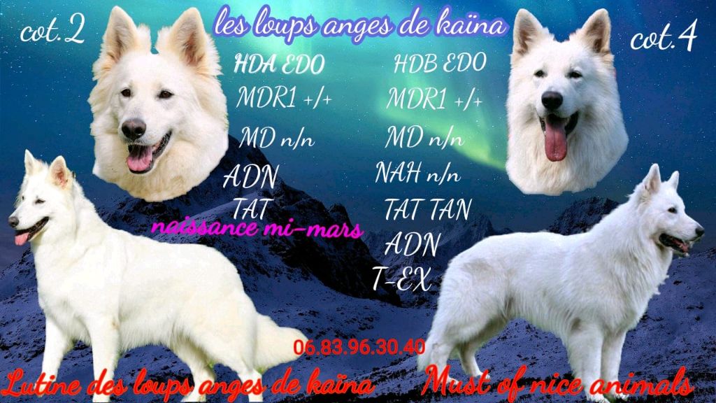 Des Loups Anges De Kaina - future portée berger blanc suisse