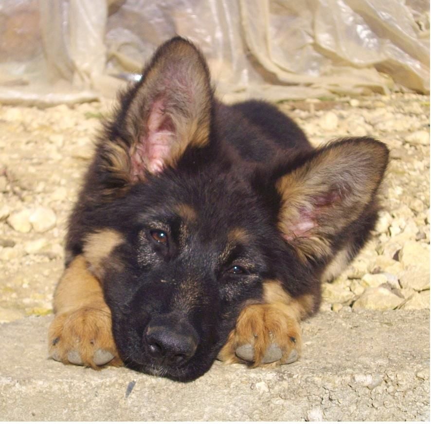 chiot berger allemand naissance fin j'anvier