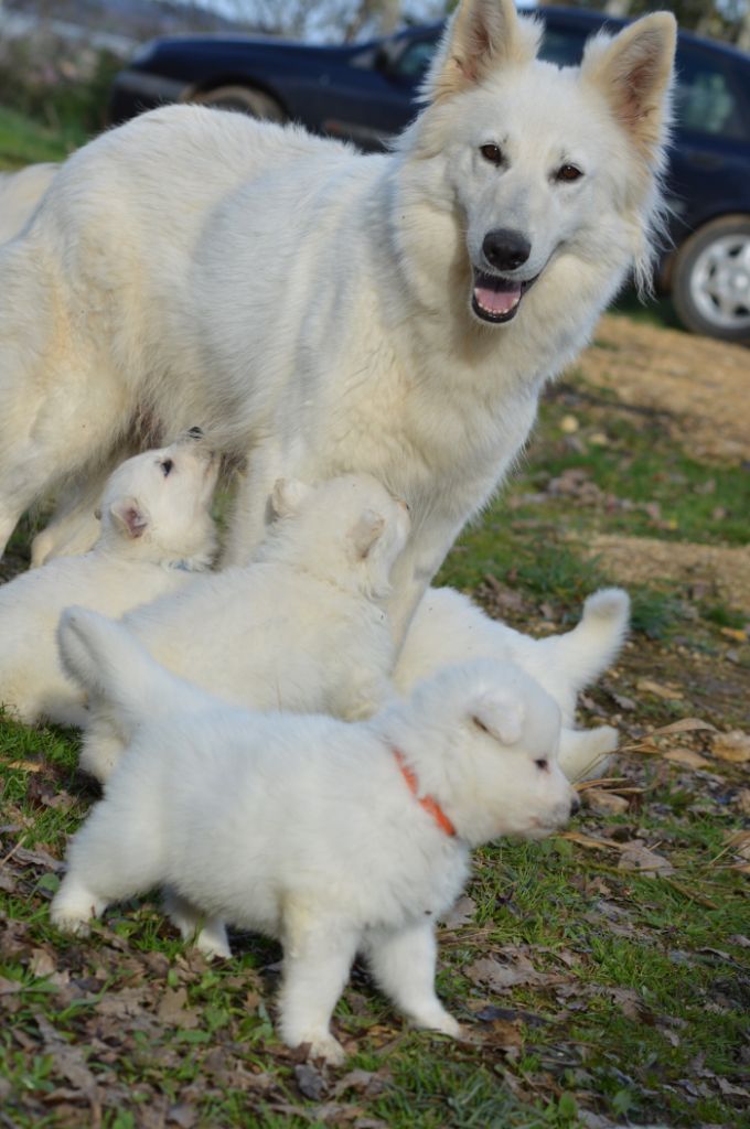 Des Loups Anges De Kaina - Berger Blanc Suisse - Portée née le 31/01/2019