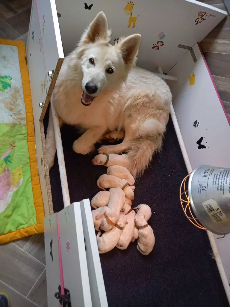 Des Loups Anges De Kaina - Berger Blanc Suisse - Portée née le 19/03/2022