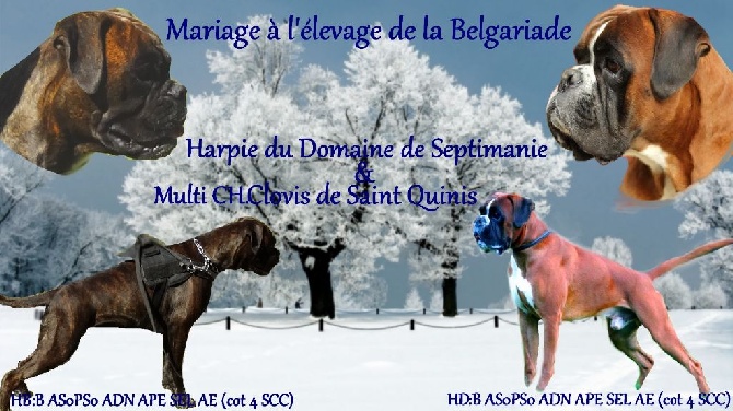 De La Belgariade - Chiots attendus mi-mars