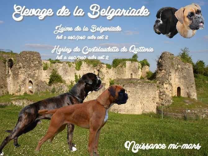 De La Belgariade - chiots attendus mi mars