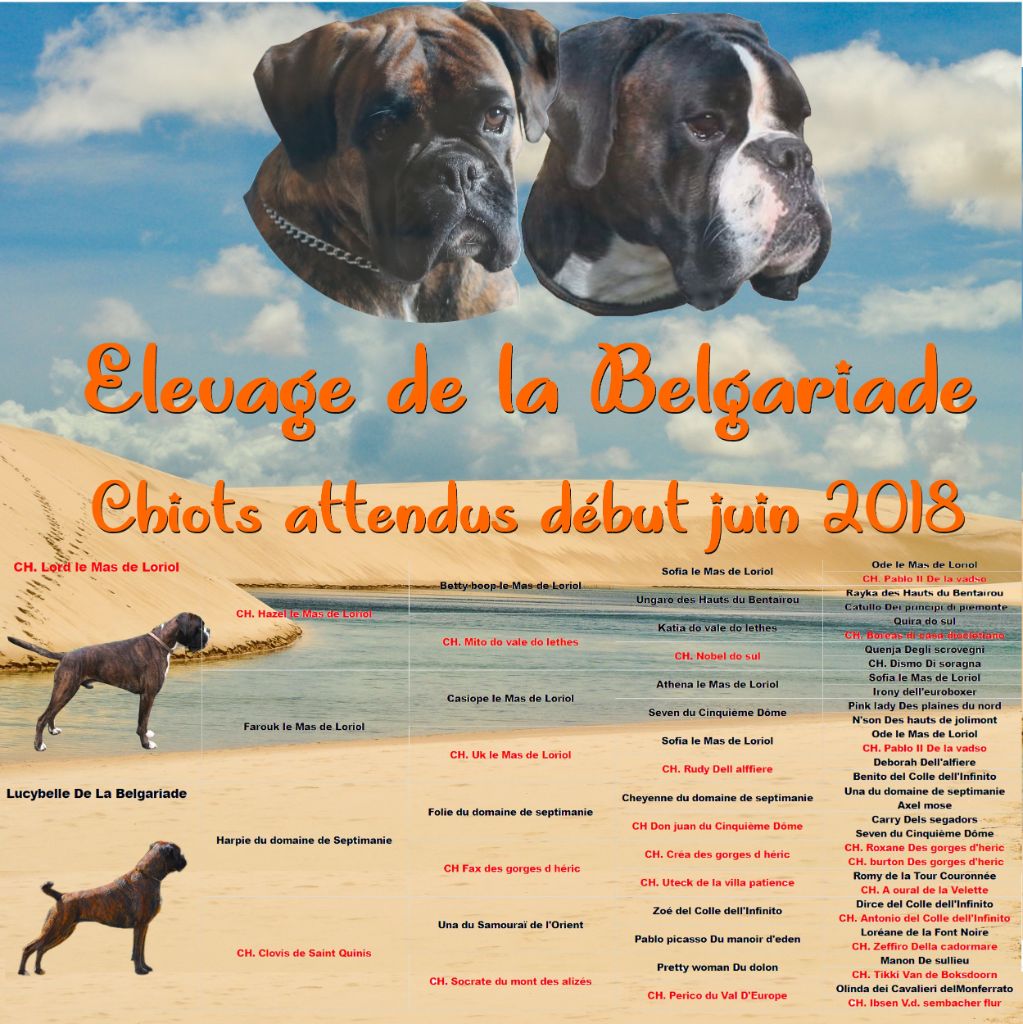 De La Belgariade - Boxer - Portée née le 03/06/2018