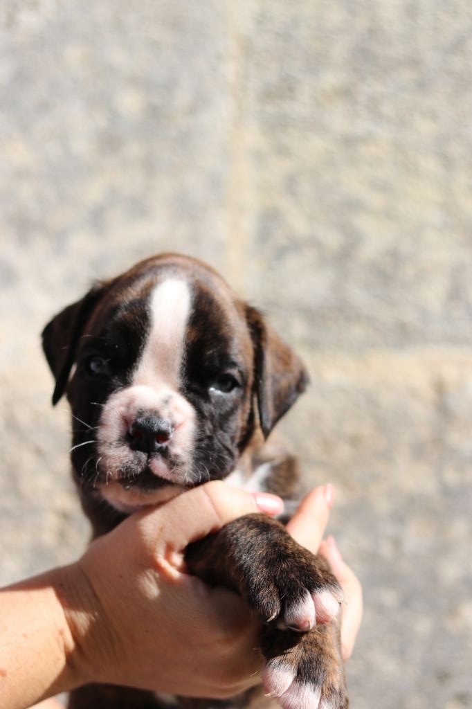 De La Belgariade - Boxer - Portée née le 15/09/2019