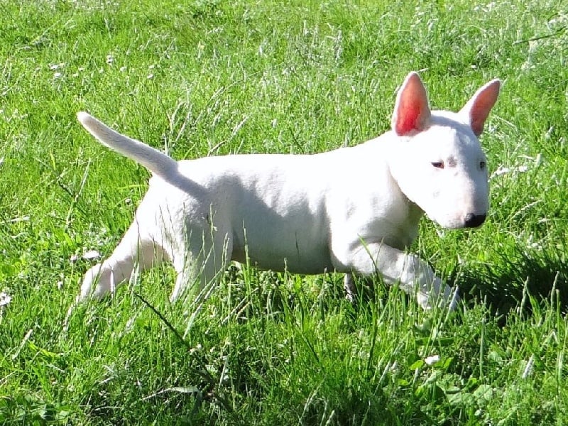 Of Excalibull's Legend - Bull Terrier - Portée née le 01/04/2015