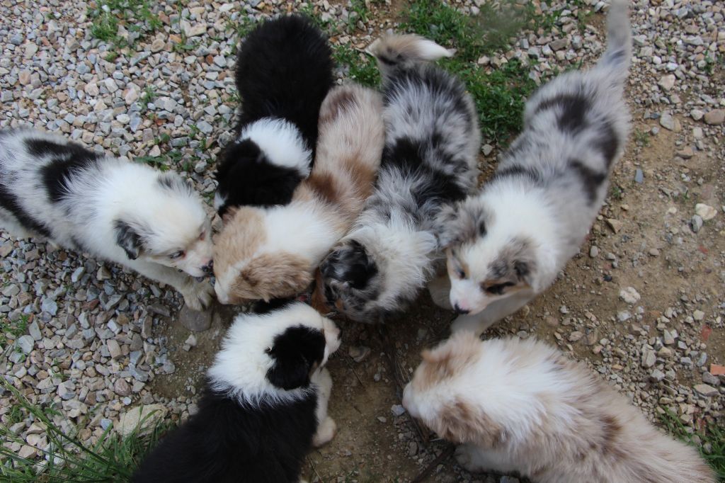 Chiot Berger Australien Des Vallons D'agenais