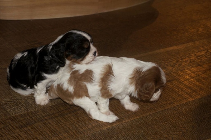 Des Lutins De La Saret - Cavalier King Charles Spaniel - Portée née le 13/07/2014