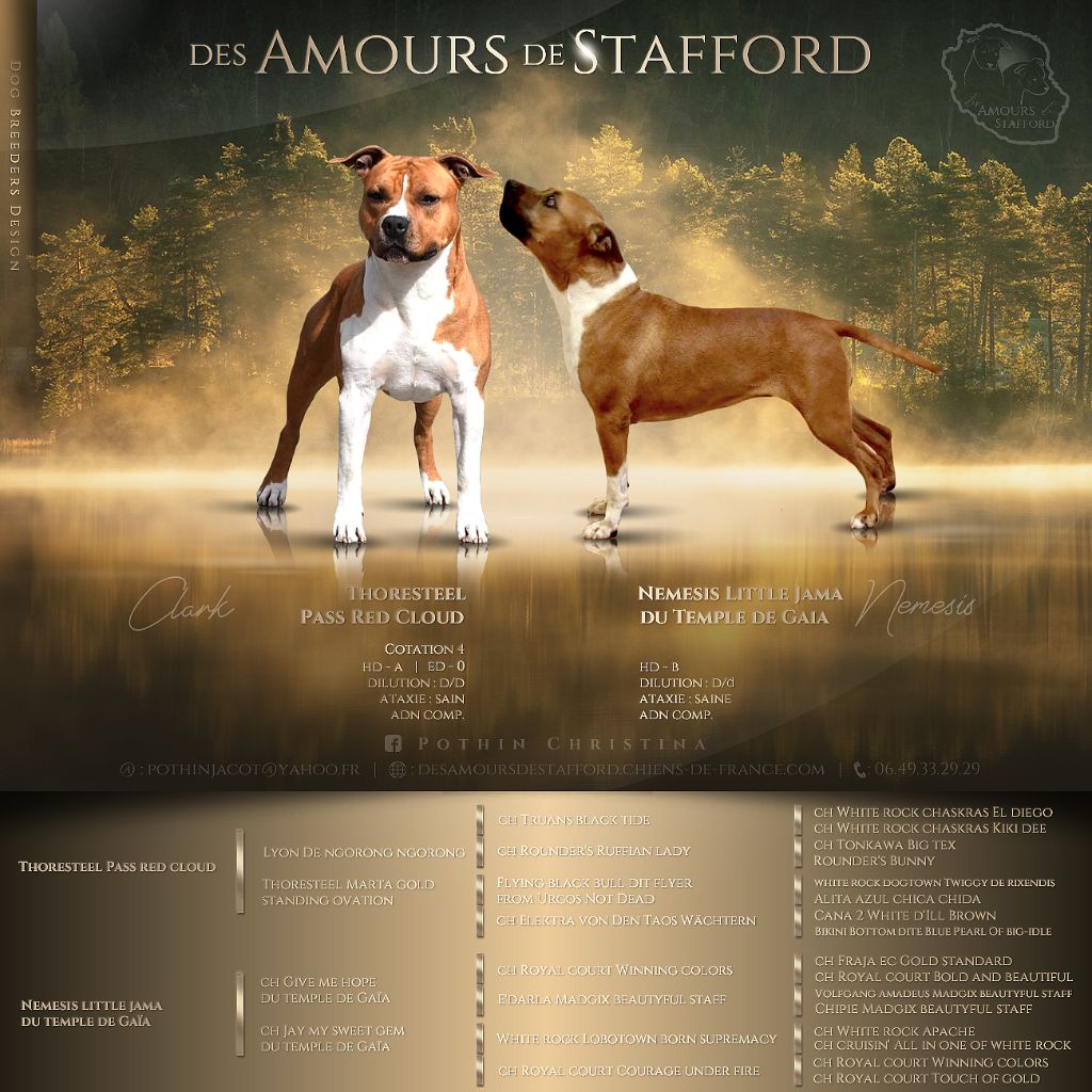 Des Amours De Stafford - American Staffordshire Terrier - Portée née le 27/10/2021