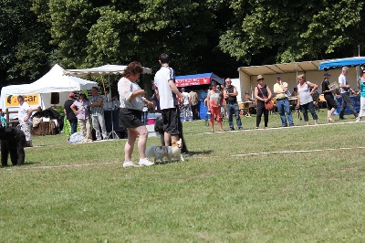 Du Domaine De La Canurie - CACS MALTOT le 14 juillet 2013