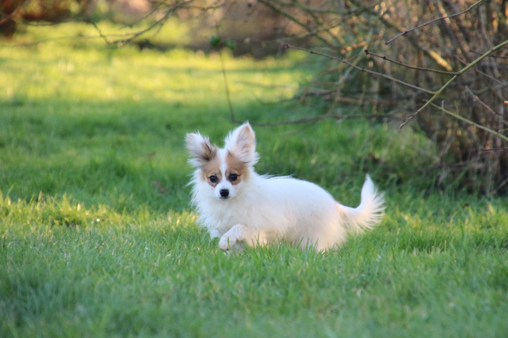 Du Domaine De La Canurie - Chiots disponibles - Epagneul nain Continental (Papillon)