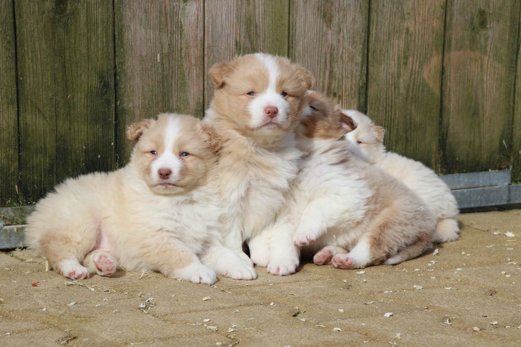 Chiot Berger Australien Du Domaine De La Canurie