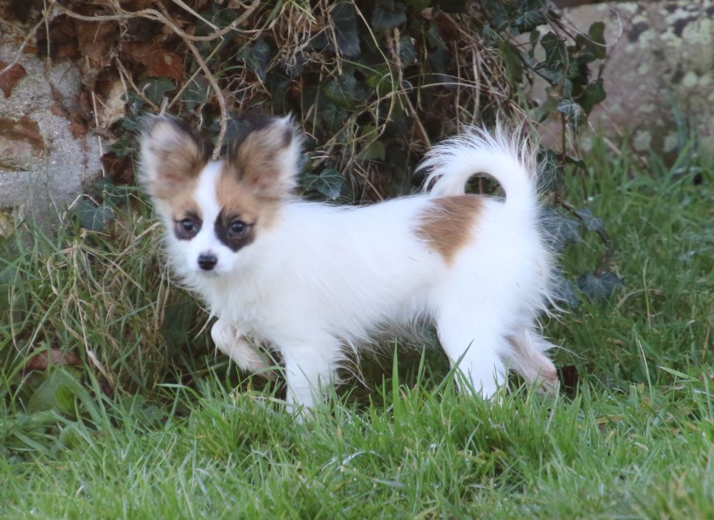 Du Domaine De La Canurie - Chiots disponibles - Epagneul nain Continental (Papillon)