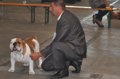 Strawberry Bull's - Exposition Mechelen CACS CACIB 19 aout 2012