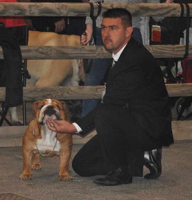 Strawberry Bull's - CACS CACIB Avignon 23 novembre 2014 juge Mr Giannone