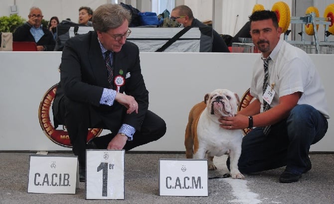 Strawberry Bull's - CACS CACIB Monaco le 7 mai 2016 juge Mr Habig Christofer