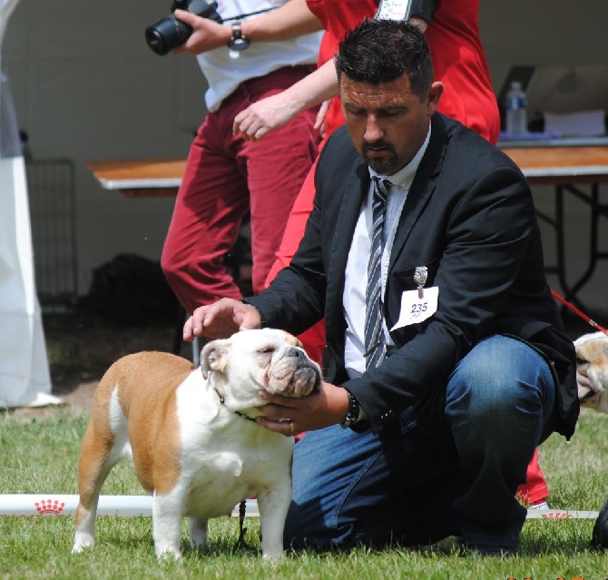 Strawberry Bull's - Nationale d'élevage le 8 mai 2016 juge Mr Joao Vasco POCAS (Portugal)