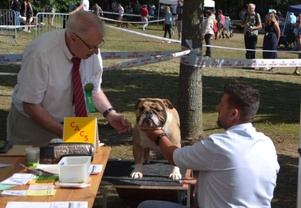 Strawberry Bull's - Spéciale Bulldog CACS Aigrefeuille-d'Aunis le 28 juillet Mr Lasselin