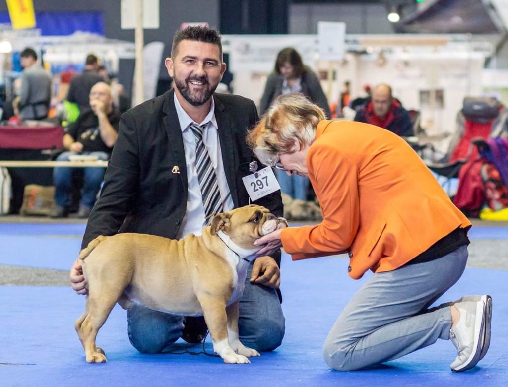 Strawberry Bull's - CACS CACIB Genève le 11 novembre 2018 juge Mme Marki Casanova Beatrix