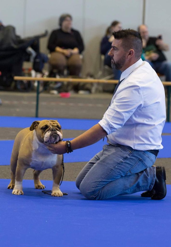 Strawberry Bull's - CACS CACIB Genève le 15.16.17 novembre 2019