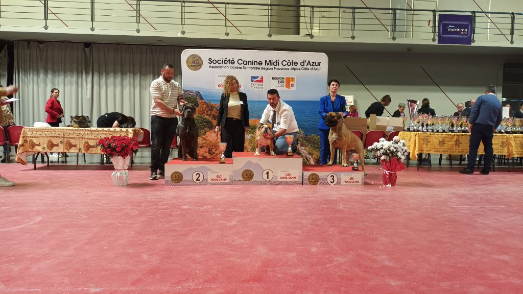 Strawberry Bull's - NDS Spéciale bulldog anglais le 20 avril 2024 juge Mme Desserne 