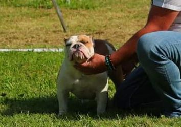 Strawberry Bull's - Nouvelles championnes Suisses