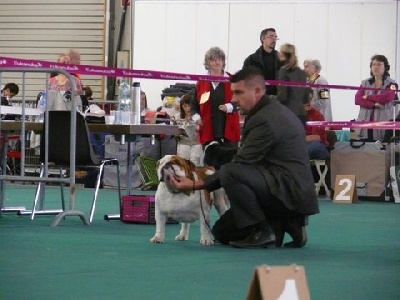 Strawberry Bull's - CACS CACIB Lausanne 21 octobre 2012 juge Mr J. SCHEPERS