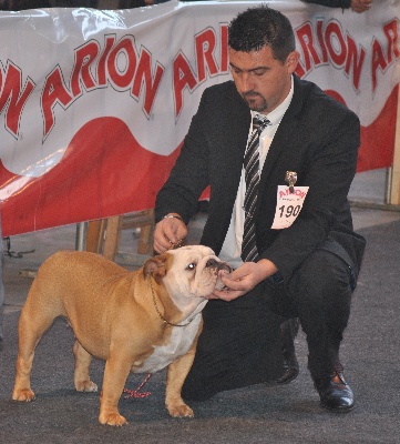 Strawberry Bull's - CACS CACIB Martorell le 12 janvier 2014 juge Mr Julio Such (Espagnol)