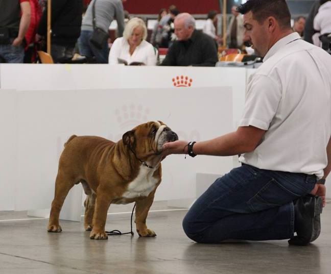 Strawberry Bull's - CACS Perpignan 23.01.2016 juge Mme Lafay