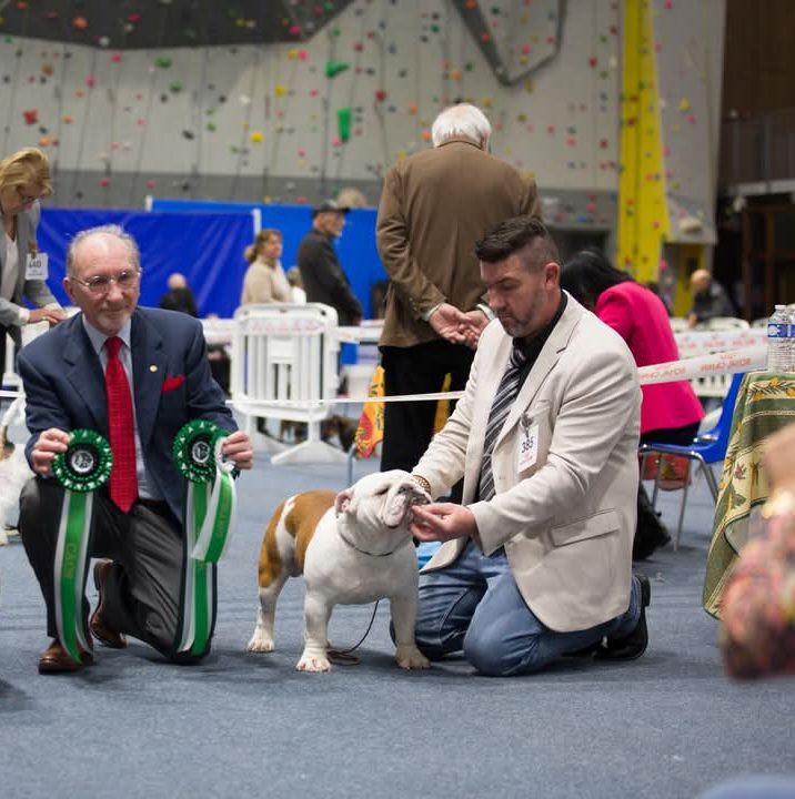 Strawberry Bull's - CACS Spéciale bulldog Cavalaire le 2 février 2025 juge Mr Nodali