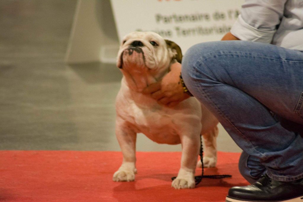 Strawberry Bull's - CACS Martigues le 22 novembre 2019 juge Mme Vigo Navajon Nuria