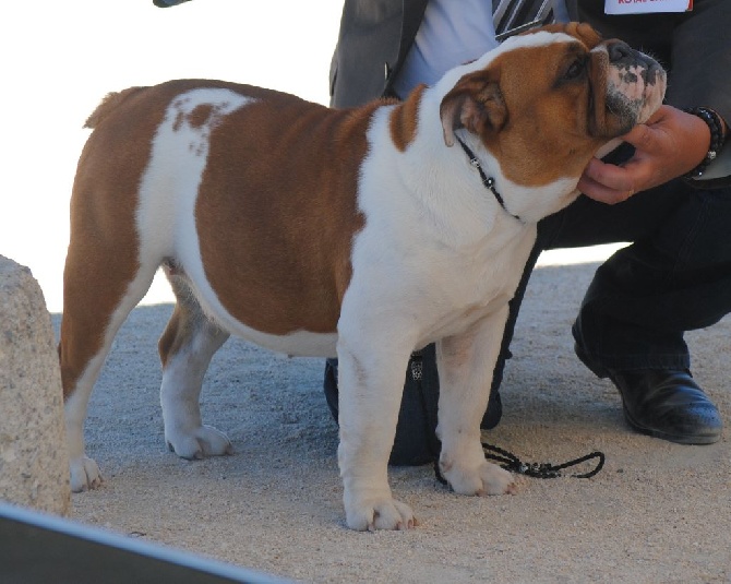 Strawberry Bull's - CACS CACIB Martigues le 05 mai 2016 juge Mme Seltz Halter Jeannette