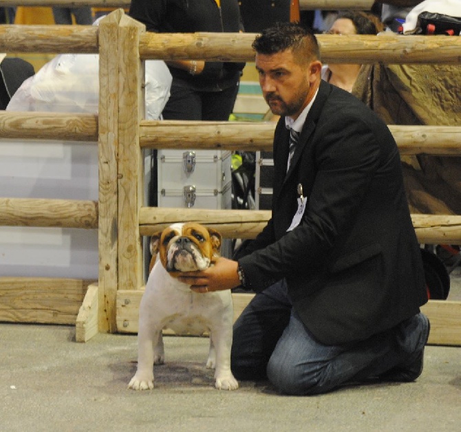 Strawberry Bull's - CACS Spéciale Bulldog anglais le 25.09.2016 juge Mr Pécoult Alain