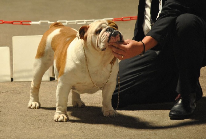 Strawberry Bull's - CACM CACIB Monaco le 03 mai 2014 juge Mme Chwalibog