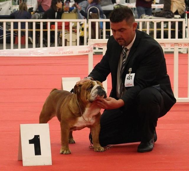 Strawberry Bull's - CACS -CACIB Saint-Etienne le 9 novembre 2014 juge Mme Anne-Marie Class