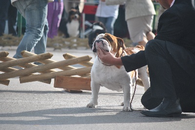 Strawberry Bull's - CACS CACIB Koper II (Slovénie)14 octobre 2012 juge Ramune Kazlauskaite